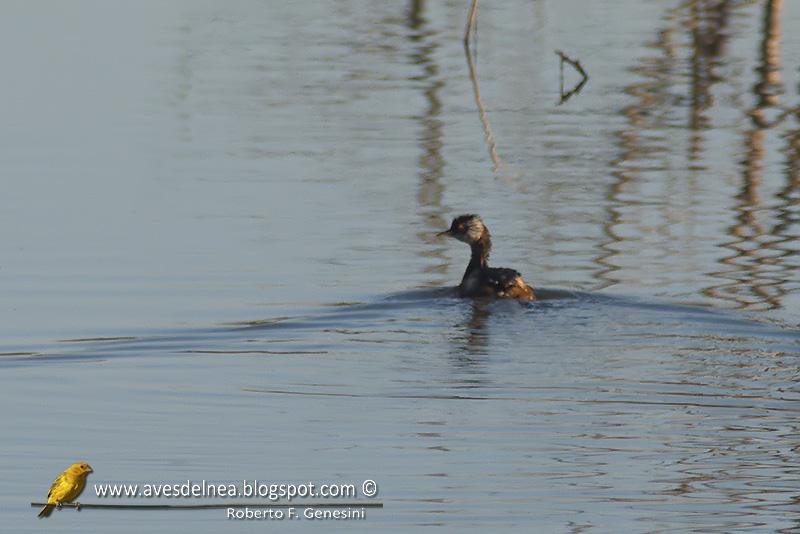 Macá común (White-tufted Grebe) Rollandia rolland Macá común (White-tufted Grebe) Rollandia rolland