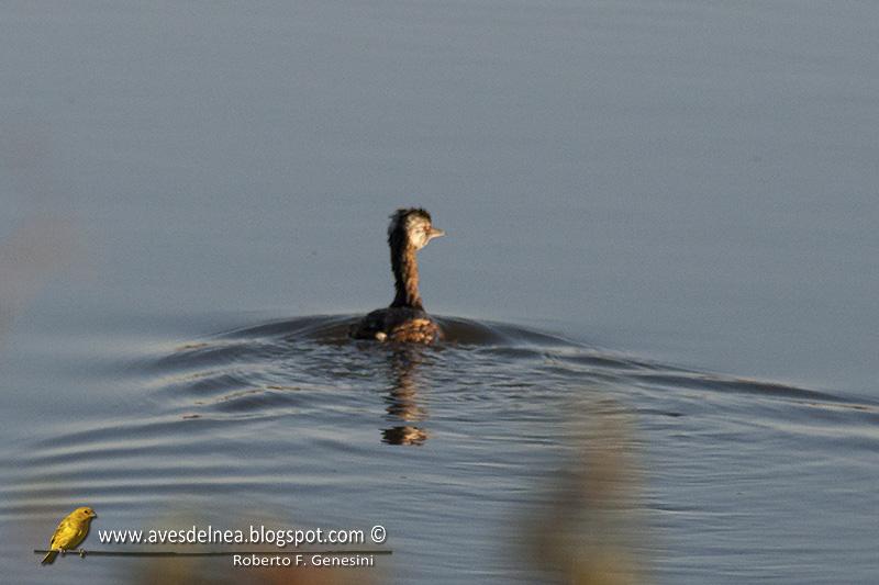 Macá común (White-tufted Grebe) Rollandia rolland Macá común (White-tufted Grebe) Rollandia rolland