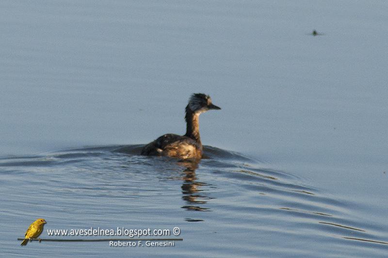Macá común (White-tufted Grebe) Rollandia rolland Macá común (White-tufted Grebe) Rollandia rolland