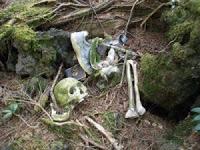 Aokigahara, el bosque de los suicidas Aokigahara, el bosque de los suicidas