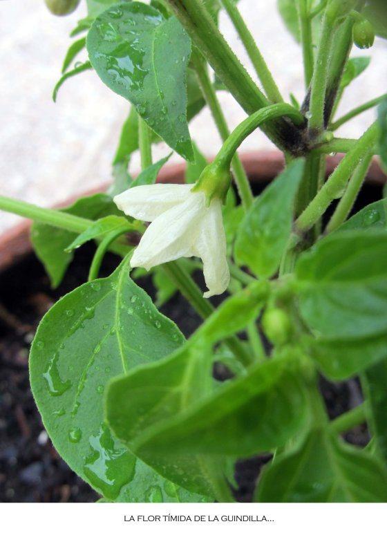 Va de guindillas … guindilla