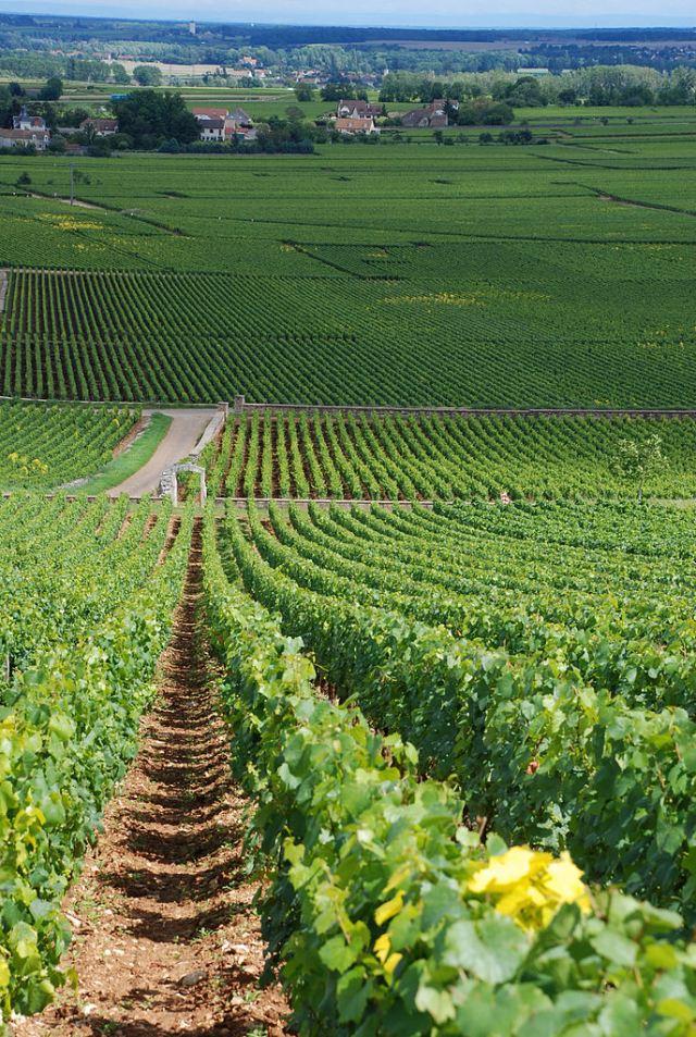 Domaine Ramonet Puligny-Montrachet 2001 Les Enseignères…un lujo !! Viñedos en Montrachet
