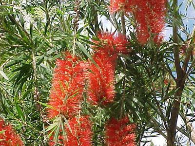 Callistemon rigidus Callistemon rigidus