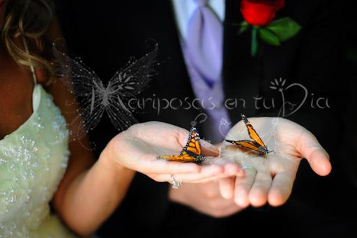 COMO ORGANIZAR TU BODA COMO ORGANIZAR TU BODA
