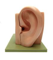 Oreja oreja