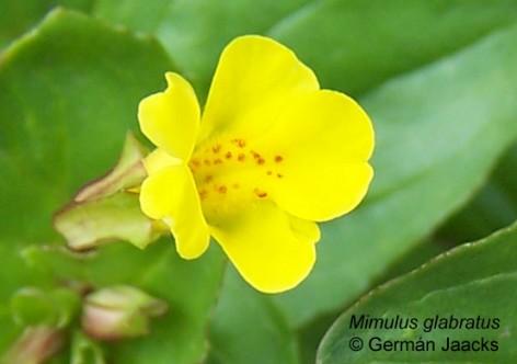 MIMULUS mimulo MIMULUS mimulo