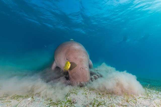 dugongo comiendo pastos marinos dugongo comiendo pastos marinos