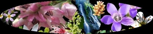 Grupos de emociones de las Flores de Bach Grupos de emociones de las Flores de Bach