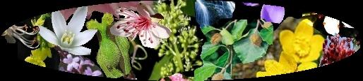 Grupos de emociones de las Flores de Bach Grupos de emociones de las Flores de Bach