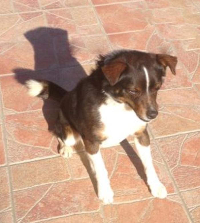 Toti Toti