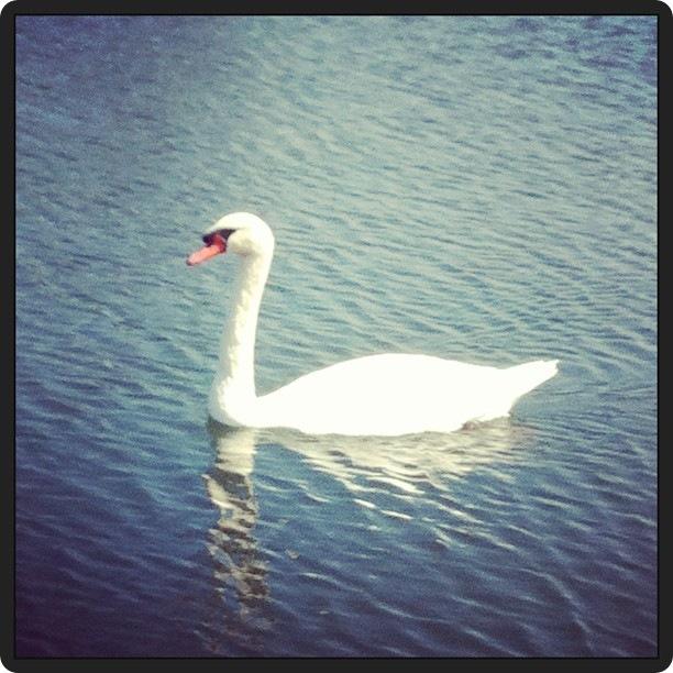 CUACK CUACK