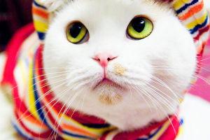 ¿Qué nos diferencia de los animales? pinky 2 l xns9fd 1 ¿Qué nos diferencia de los animales?