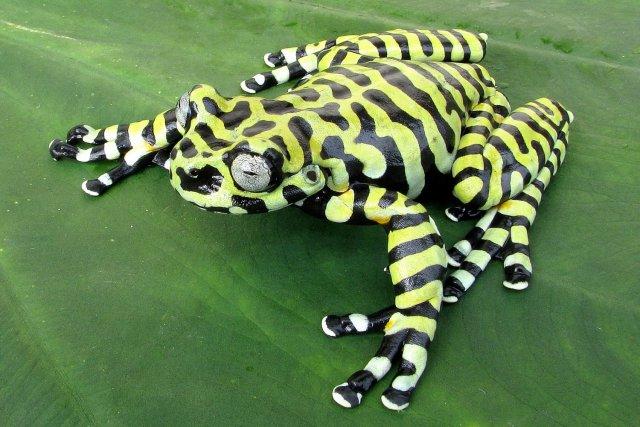 Rana tigre, sólo se conocen 12 ejemplares Rana tigre, sólo se conocen 12 ejemplares