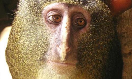 «especies más impactantes del año» «especies más impactantes del año»