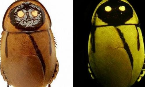 «especies más impactantes del año» «especies más impactantes del año»