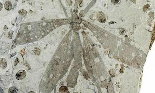 «especies más impactantes del año» «especies más impactantes del año»