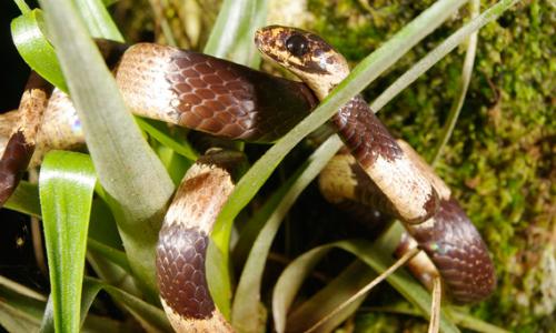 «especies más impactantes del año» «especies más impactantes del año»