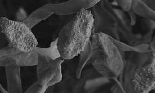 «especies más impactantes del año» «especies más impactantes del año»