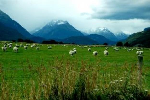 En el País de la Nube Blanca: La Sórdida Nueva Zelanda Victoriana