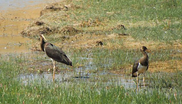 CICONIIFORMES-AVES ZANCUDAS CICONIIFORMES-AVES ZANCUDAS