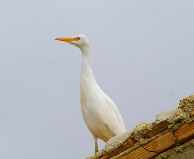 CICONIIFORMES-AVES ZANCUDAS CICONIIFORMES-AVES ZANCUDAS