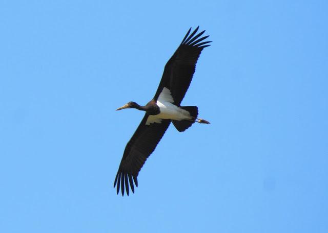 CICONIIFORMES-AVES ZANCUDAS CICONIIFORMES-AVES ZANCUDAS