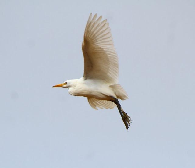 CICONIIFORMES-AVES ZANCUDAS CICONIIFORMES-AVES ZANCUDAS