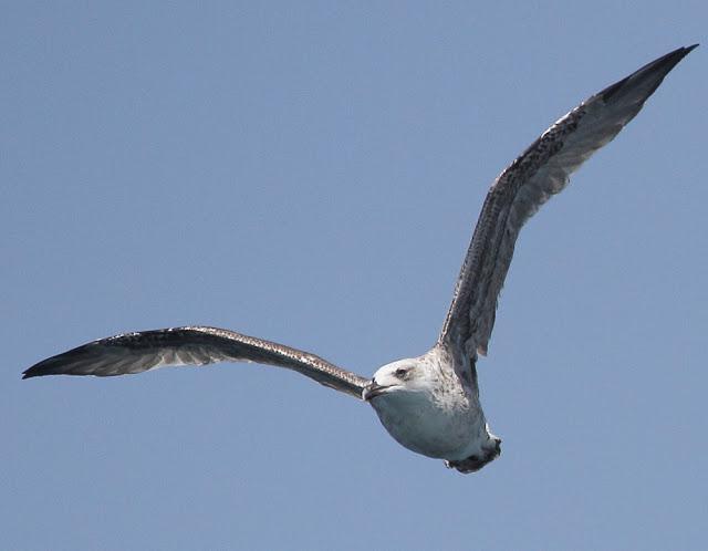 LARUS ADOUINII LARUS ADOUINII