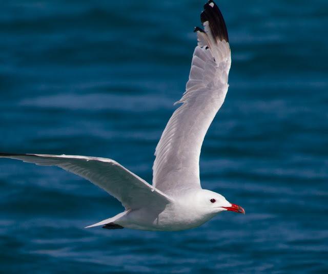 LARUS ADOUINII LARUS ADOUINII