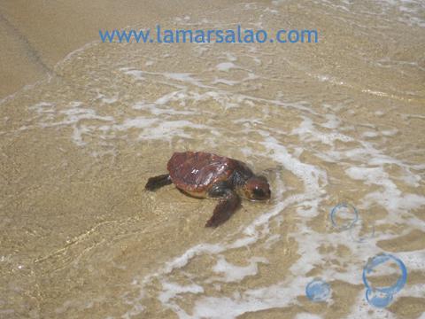 Suelta de tortugas marinas en Fuerteventura Suelta de tortugas marinas en Fuerteventura
