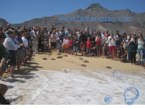 Suelta de tortugas marinas en Fuerteventura Suelta de tortugas marinas en Fuerteventura