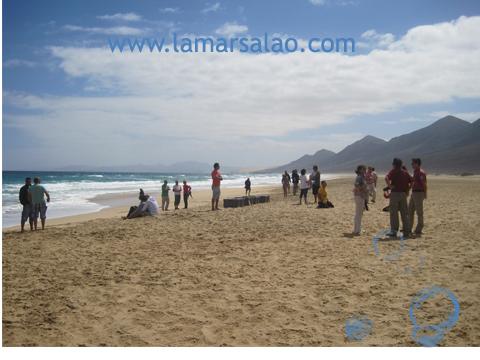 Suelta de tortugas marinas en Fuerteventura Suelta de tortugas marinas en Fuerteventura