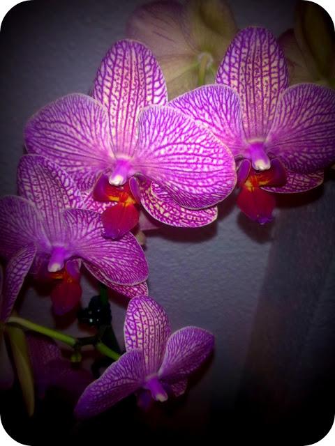 Welcome Spring Welcome Spring