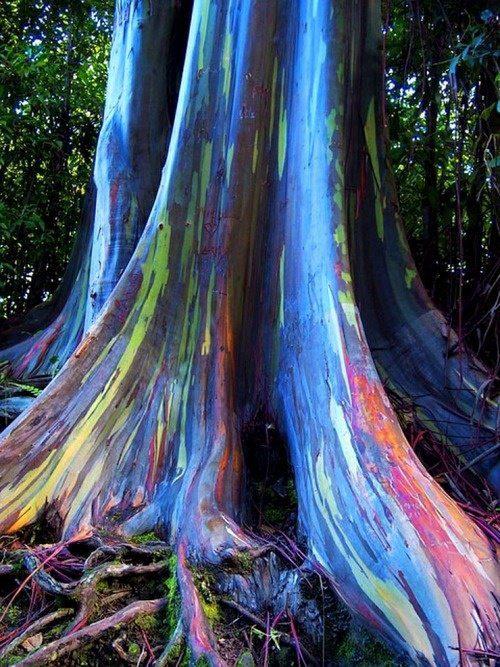 arbol-arco-iris (1)