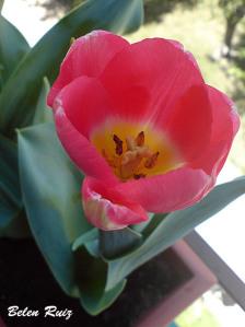 Temporada de tulipanes tulipan