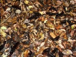 REFLEJOS AL NATURAL. Lugares: Altafulla ( Tarragona ). 12 de septiembre de 2013 ALTAFULLA algarrobo megustaelmedionatural