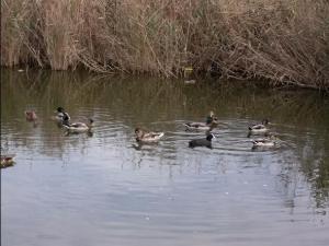 REFLEJOS AL NATURAL. Lugares: Altafulla ( Tarragona ). 12 de septiembre de 2013 ALTAFULLA Riera del Gaia megustaelmedionatural