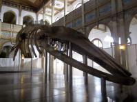 Chile día 2 03 Mochilando por Chile. Día 2: Quinta Normal y Persa Bio-Bio.