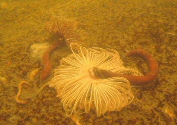 vida marina muerta en Honolulu vida marina muerta en Honolulu