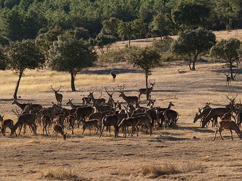 La Berrea de los Ciervos, un buen reclamo para descubrir la Naturaleza de Extremadura FOTO_Extremadura_Berrea_12092013_-3