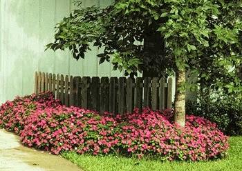 plantar-bajo-un-árbol-impatiens