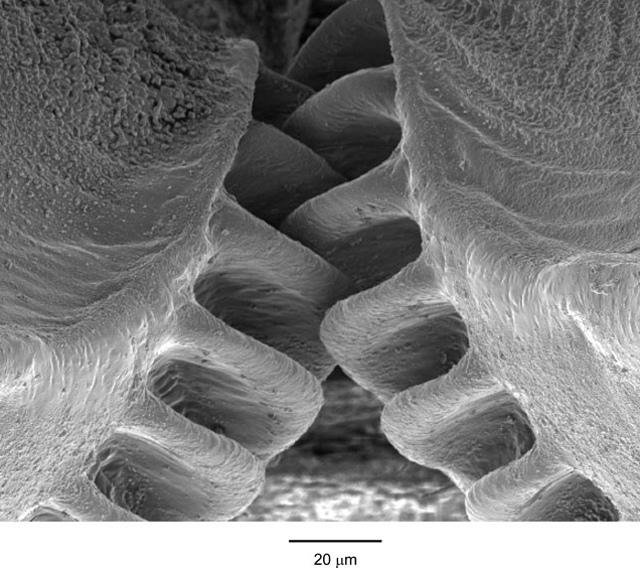 Descubierto el primer engranaje en un ser vivo, la ninfa de Issus coleoptratus Descubierto el primer engranaje en un ser vivo, la ninfa de Issus coleoptratus