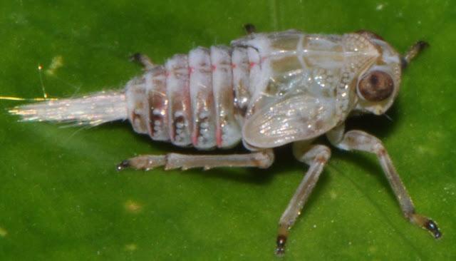 Descubierto el primer engranaje en un ser vivo, la ninfa de Issus coleoptratus Descubierto el primer engranaje en un ser vivo, la ninfa de Issus coleoptratus