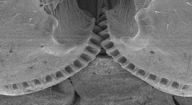 Descubierto el primer engranaje en un ser vivo, la ninfa de Issus coleoptratus Descubierto el primer engranaje en un ser vivo, la ninfa de Issus coleoptratus
