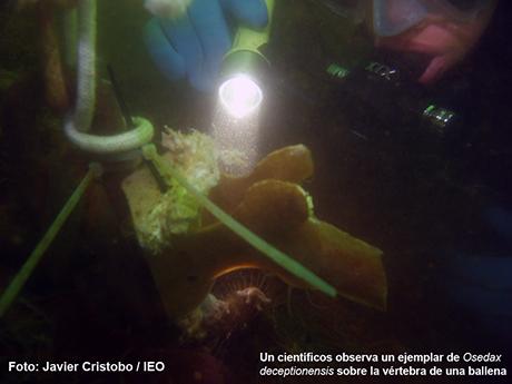 Noticia: Investigadores españoles hallan una nueva especie de gusano “ comehuesos ” en la Antártida
