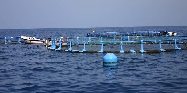 Noticia: La Secretaría General de Pesca elabora el Plan Estratégico de Innovación y desarrollo tecnológico del sector de la Pesca y la Acuicultura 2013-2020