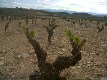 Rioja, la tierra con nombre de vino