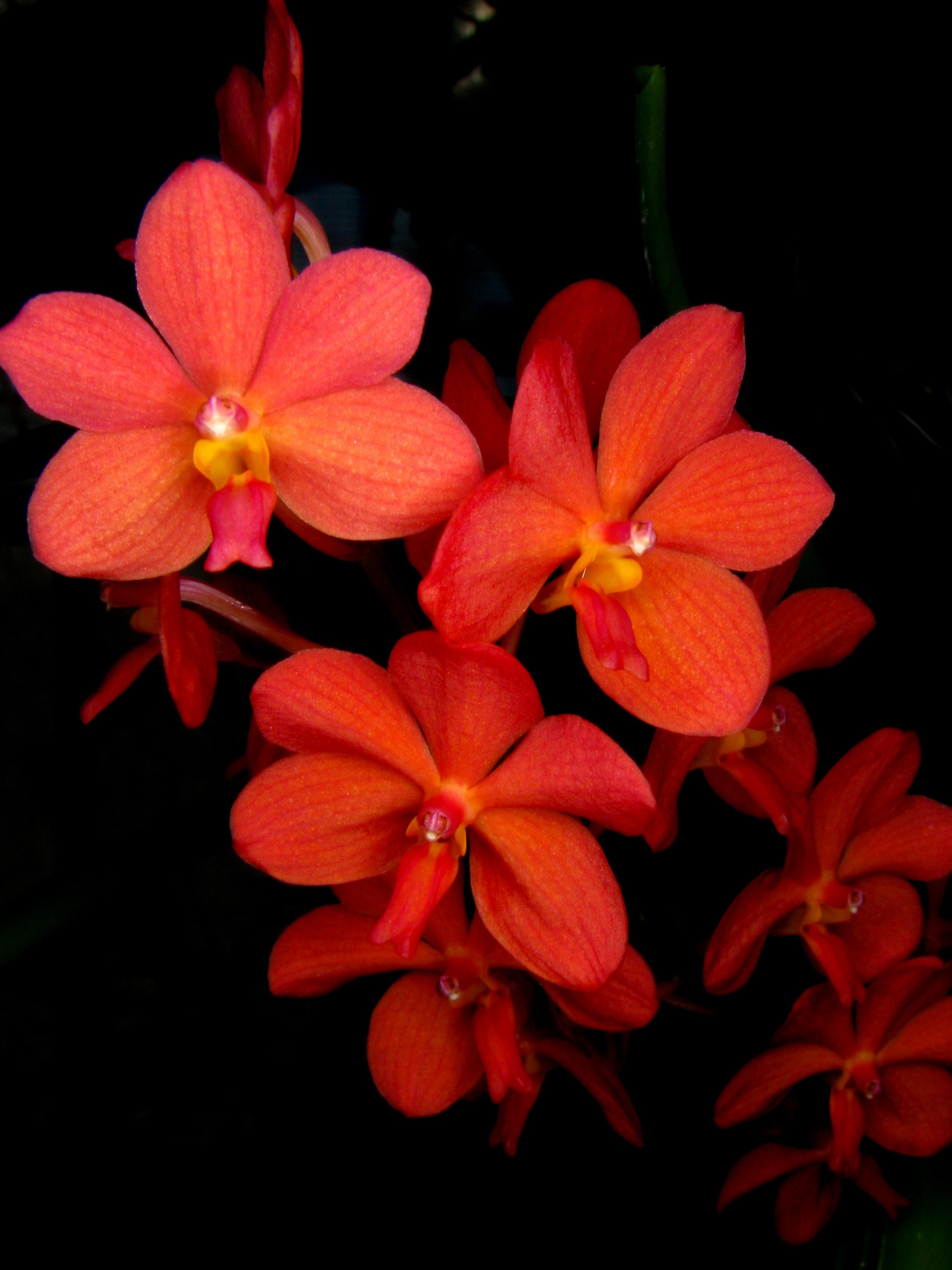 Charla - Taller sobre la Iniciación al Cultivo de Orquídeas