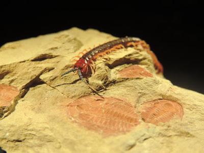 La explosión cámbrica es compatible con la teoría de la evolución La explosión cámbrica es compatible con la teoría de la evolución