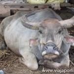 Myanmar. Senderismo en Hsipaw Hsipaw